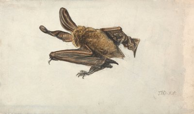 Un pipistrello da James Ward